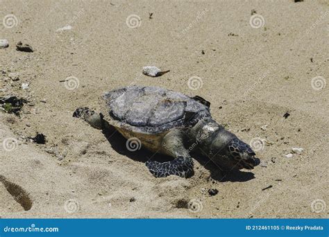 Corpo De Tartaruga Marinha Morta Na Praia Imagem De Stock Imagem De