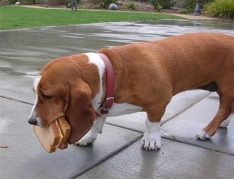 29 Adorable Guilty Dogs Who Always Get Away With Everything