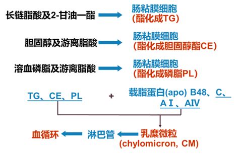 生物化学第七章脂质代谢（一） 哔哩哔哩