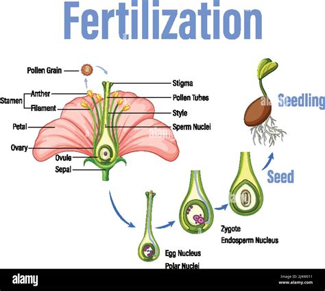 Why Is Fertilization Important In Plants At Lydia Christopher Blog