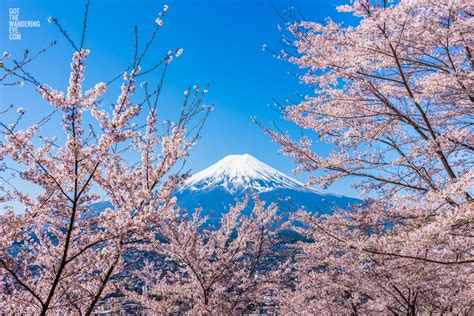 Cherry Blossoms at Mount Fuji Print | Wall Art Print of Japan