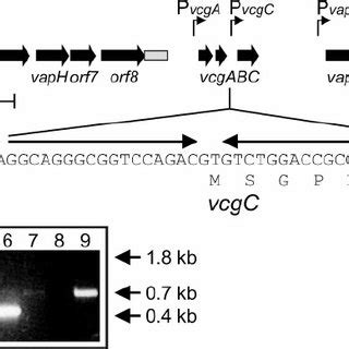 Transcriptional Organization Of The VcgABC Gene Cluster And Flanking