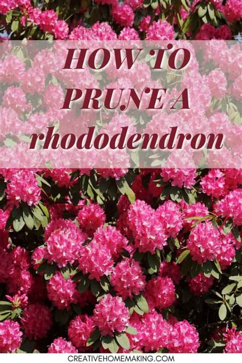 Trimming Or Pruning A Rhododendron Creative Homemaking