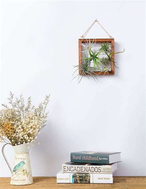 Air Plant Wall Display