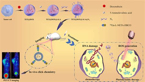 The Schematic Of Multi Drug Loaded Exosome For Combined Antitumor