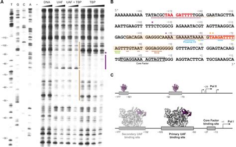 In Vitro DNase I Footprint Of UAF On Promoter DNA A DNase I