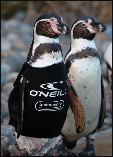 Ralph the featherless penguin, sponsored by O'Neill, too cute ...