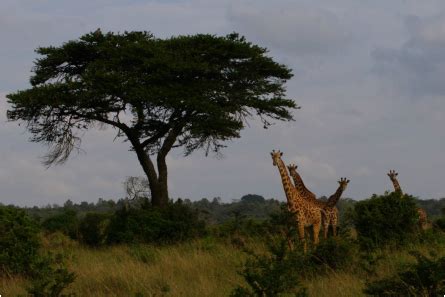 Plants and Animals - Savanna Biome