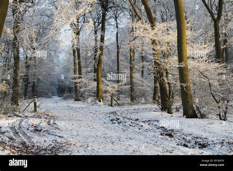 Winter Wonderland Frosty Woodland Path Magical Hoar Frost