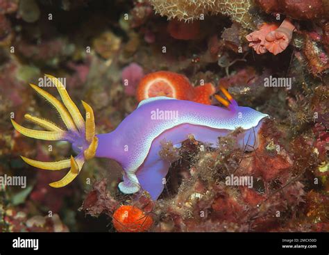 Colorful Purple Nudibranch Crawls On Hard Coral Stock Photo Alamy