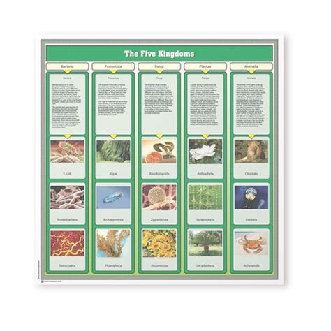 Montessori Materials: The Five Kingdoms Chart with Cards