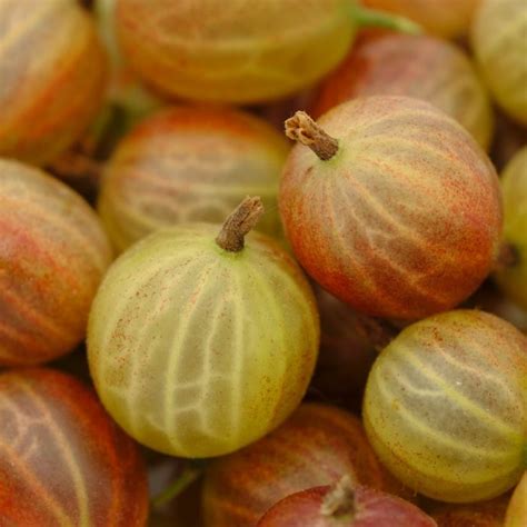 Zwetschgen Pflaumen Einkochen Rezept Anleitung Richtig Einkochen