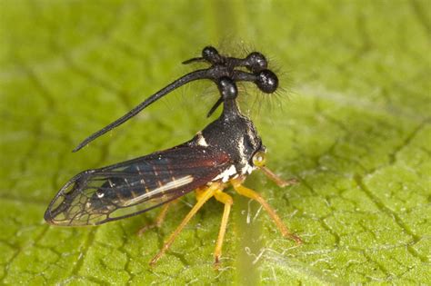 Meet The Brazilian Treehopper - Heads Up by Boys' Life