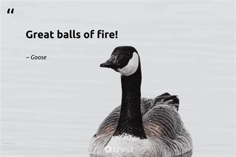 Goose Quotes About The Gaggling Waterfowls