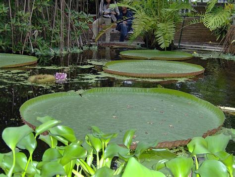 Hortus Botanicus Amsterdam Amsterdam Netherlands Atlas Obscura