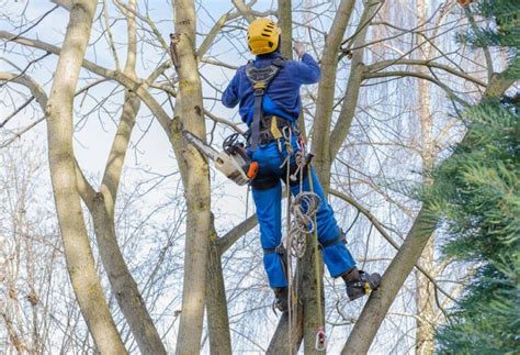 Descubre el secreto para convertirte en el mejor esquilador de jardín