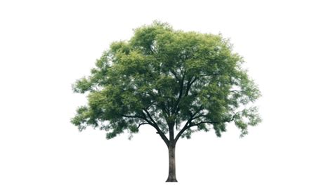 Animated Tree Pngs For Free Download