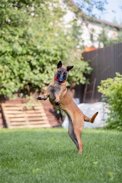 Manual Para Entrenar Perros Pastor Belga Malinois 6