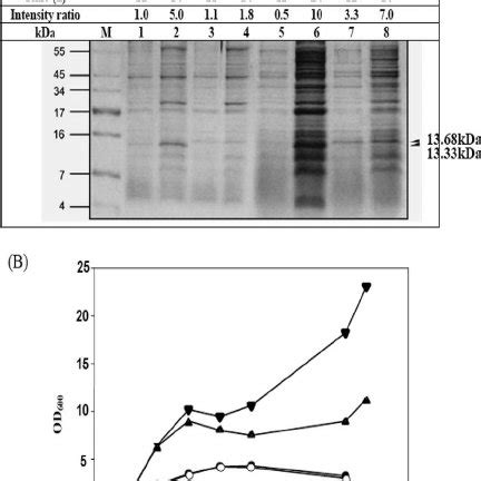 Effects Of Recombinant LZ 8 RLZ 8 From B Subtilis WB800 POAS LZ8