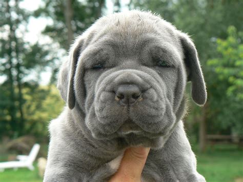 Raza Mastín napolitano. Perros Mastín napolitano. Fotos del Mastín ...