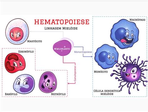 Células do Sangue e Hematopoiese Histologia Interativa