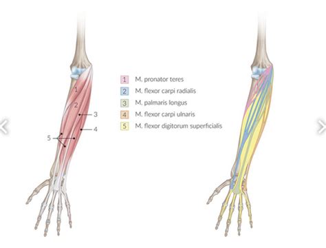 Muskeln Des Unterarmes Und Der Hand Karteikarten Quizlet