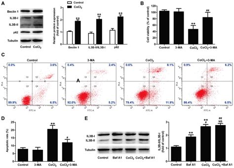 Naringin Protects H9c2 Cardiomyocytes From Chemical Hypoxia‑induced