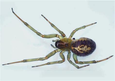 How Big Are False Black Widow Spiders : Ask The Gp Could I Have Been Bitten By A Poisonous ...