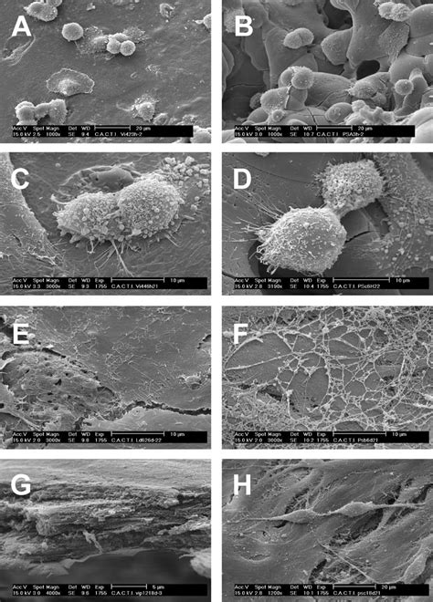 Sem Micrographs Showing The Cell Morphology At Hours A And B