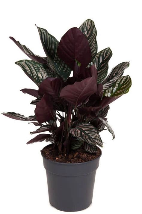 Calathea Ornata Plante Paon 90cm Acheter