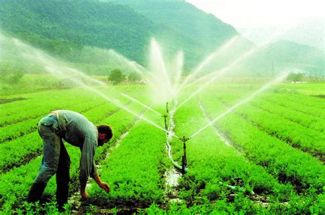 Como e Quando Fazer a Irrigação das Plantas Horta em Casa