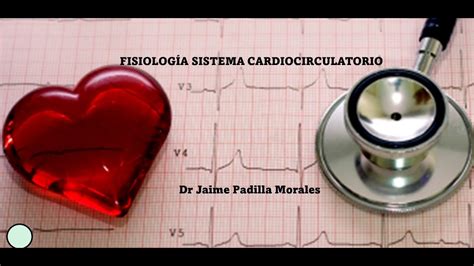 Fisiolog A Del Sistema Cardiocirculatorio Youtube