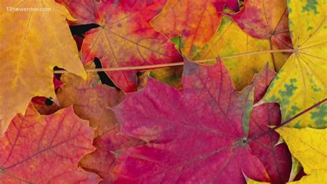 SCIENCE BEHIND: Colors of the fall leaves | 13newsnow.com