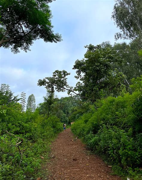 Bangalore University Campus: The Unsung Carbon Sink | Roundglass | Sustain