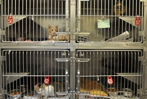 bay county animal shelter bay city michigan - Very Pleasing To Look At ...