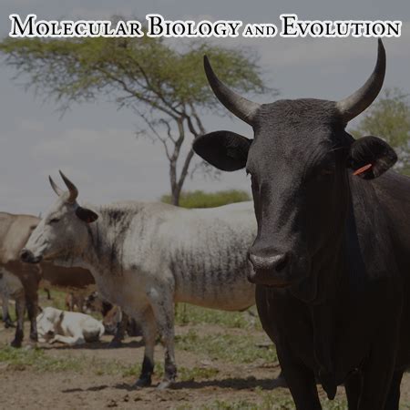 Inference Of Admixture Origins In Indigenous African Cattle Research