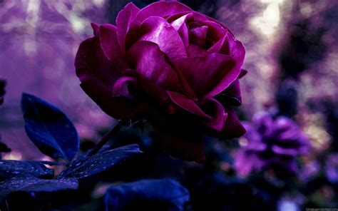 Purple Roses Background 45 Images