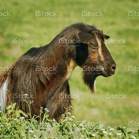 Portrait Of Billy Goat Stock Photo Download Image Now Agriculture