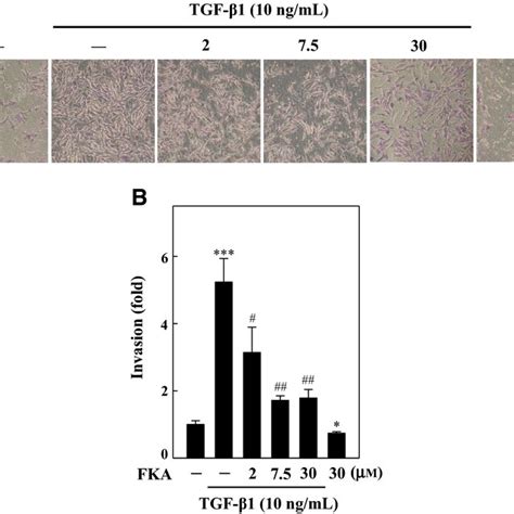 Fka Inhibits Tgf Induced Invasion Of A R Cells Ab Cells Were