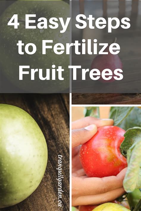 Fruit Tree Fertilizer How To Make And Apply Homemade Fertilizer