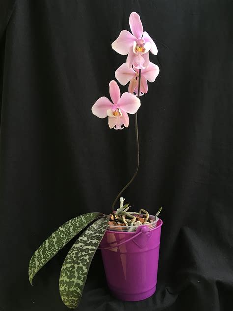 Phalaenopsis schilleriana 'Avi'