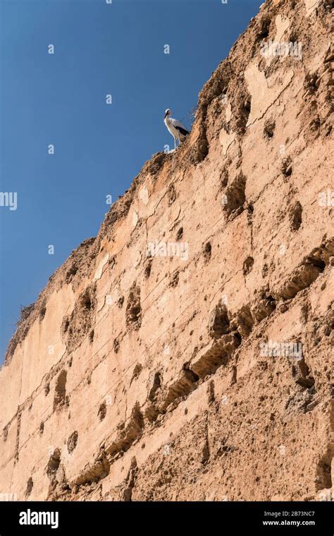 Storks At El Badi Palace Marrakech Morocco Stock Photo Alamy