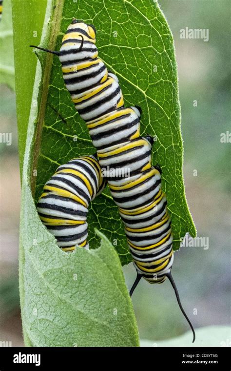 Monarch Caterpillar Eating Milkweed