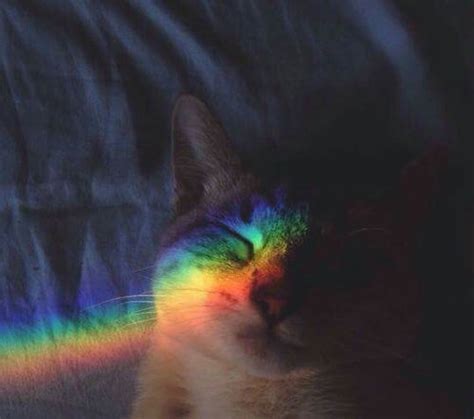 Rainbow Color Rainbow Cat Cat Aesthetic Cats Tumblr