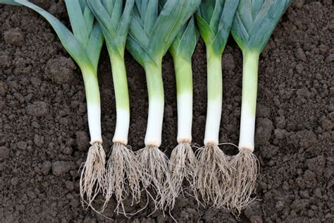 How To Grow And Care For Leeks Topbackyards