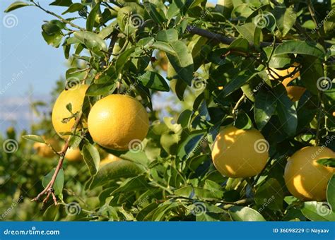 Albero Di Pompelmo Immagine Stock Immagine Di Sviluppisi