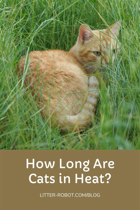 How Long Is A Cat In Heat Litter Robot