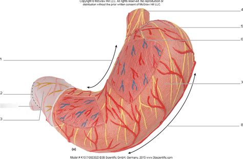 Labeling Stomach Diagram Quizlet