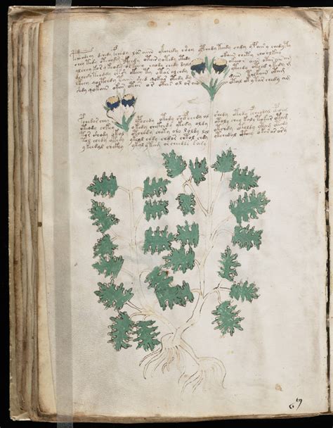 The Voynich Gallery The Complete Manuscript 3