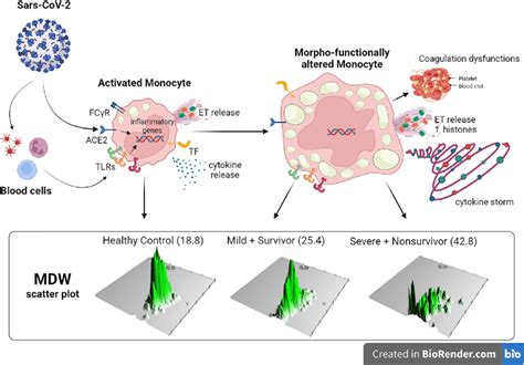 The Key Roles And Functions Of Monocytes Macrophages And Mdw Index In